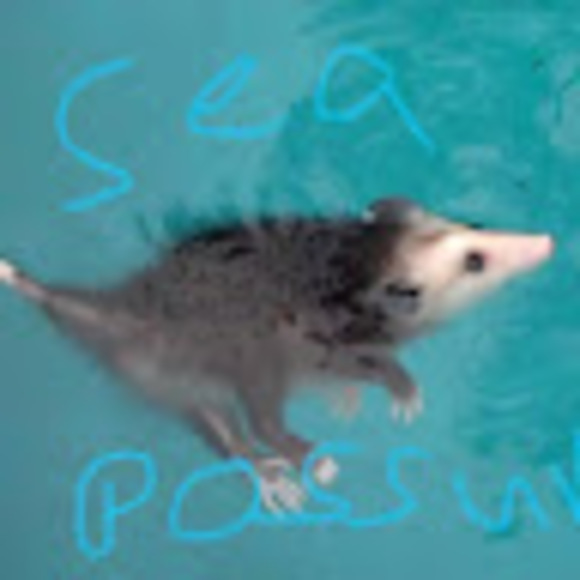 Meet your Posher, Bella - Picture 1 of 1